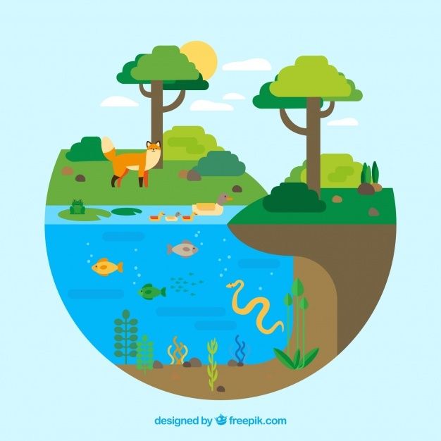Un ecosistema es un lugar donde viven juntos los seres vivos, como plantas y animales, y los elementos no vivos, como el agua, el aire y la tierra. Todos se relacionan entre sí para poder vivir. Si algo cambia en el ecosistema, puede afectar a todos los que viven allí.